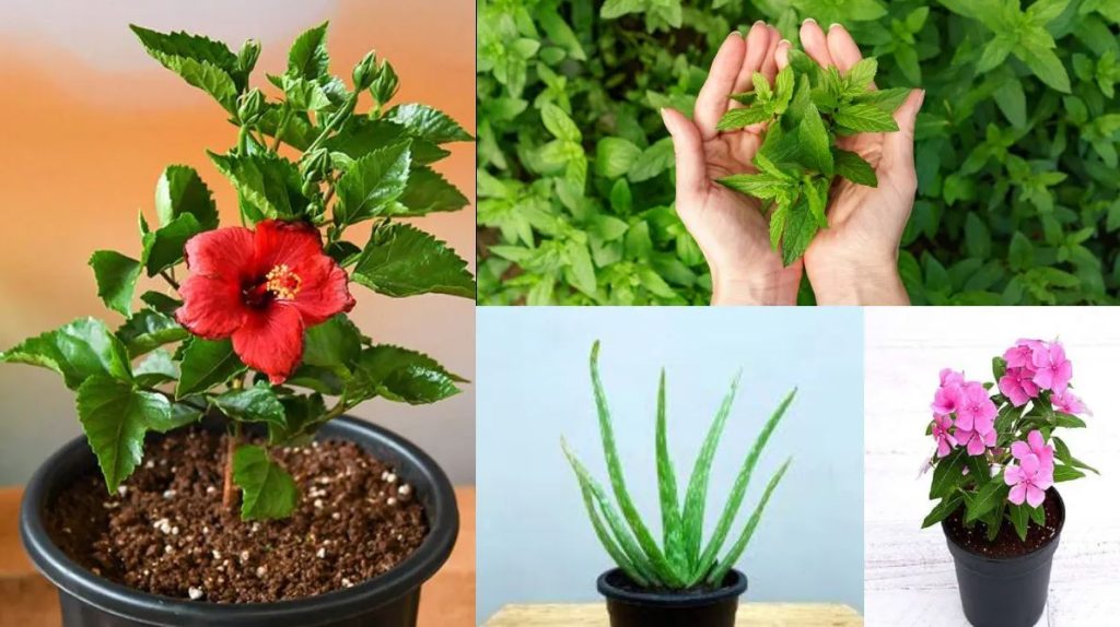 दवा से ज्यादा असरदार हैं ये 10 पौधे: आयुर्वेद में माना गया है औषधि, इन खतरनाक बीमारियों का बन जाते हैं काल