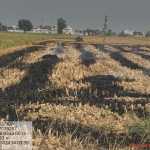 यमुनानगर में पराली जलाने के 21 मामले आए सामने I