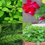 स्वास्थ्य के लिए फायदेमंद पत्तियां: जानें 5 महत्वपूर्ण पौधों के बारे में