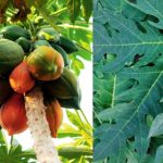 पपीते की पत्तियां: गुणों की खान, करती हैं कई गंभीर बीमारियों का इलाज, जानें इसके अद्भुत फायदे और इस्तेमाल के तरीके