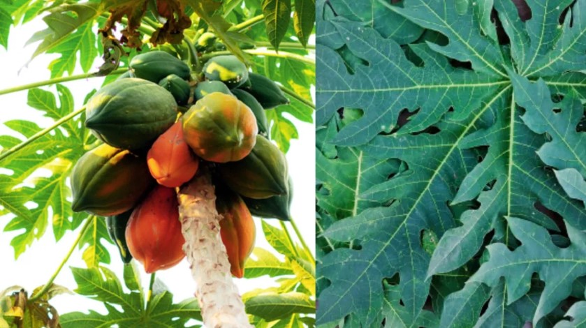 पपीते की पत्तियां: गुणों की खान, करती हैं कई गंभीर बीमारियों का इलाज, जानें इसके अद्भुत फायदे और इस्तेमाल के तरीके