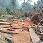 जामताड़ा के जंगलों में बढ़ती अवैध कटाई: वन्यजीवों के अस्तित्व पर मंडराया खतरा