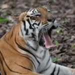 सिमिलिपाल अभ्यारण से भटकी बाघिन पुरुलिया में देखी गई, वन विभाग सतर्क