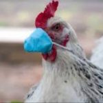 बर्ड फ्लू से अमेरिका में पहली मौत की पुष्टि: कैसे फैलता है यह खतरनाक वायरस?