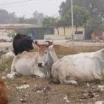 मुरादाबाद में गौहत्या के शक में युवक की पीट-पीटकर हत्या, पुलिस जांच में जुटी