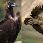 गिद्धों के घटते संख्या से बढ़ा मानव जीवन पर खतरा, लाखों मौतों का बना कारण