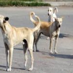 6 साल के बच्चे पर कुत्तों ने किया हमला