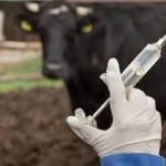 पशुओं में ग्लैंडर्स बीमारी के खतरे से निपटने के लिए विशेष टीम गठित