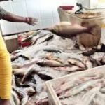 पौंग झील में अवैध मछली शिकार के खिलाफ मत्स्य विभाग की कड़ी कार्रवाई, 12 शिकारी गिरफ्तार और 13 जाल जब्त