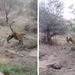 दो टाईगर के बीच आपसी टेरिटोरियल फाइट का रोमांचक नजारा