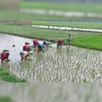 2 दिन की बारिश और बर्फबारी से किसानों और बागवानों के चेहरे पर खुशी