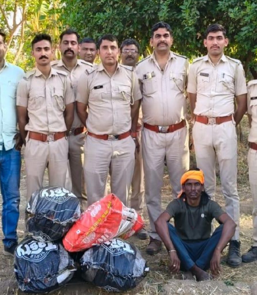 गेहूं की फ़सल बीच बोए गांजे के 885 पौधे जब्त, आरोपी गिरफ्तार