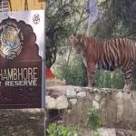 रणथम्भौर दुर्ग में टाइगर का मूवमेंट