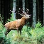 यमन में अमेरिकी हवाई हमला: हूती विद्रोहियों के अनुसार 38 लोगों की मौत