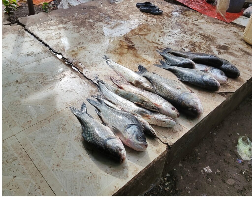 नर्मदापुरम- अवैधानिक मत्स्याखेट पर प्रशासन की कार्यवाही, 60 किलो मछली जप्त कर की गई नीलामी