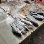 नर्मदापुरम- अवैधानिक मत्स्याखेट पर प्रशासन की कार्यवाही, 60 किलो मछली जप्त कर की गई नीलामी