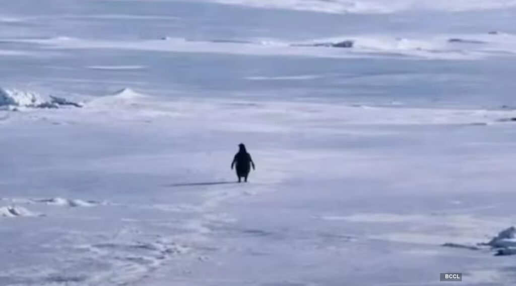 सोशल मीडिया पर छाया ‘निहिलिस्ट पेंगुइन’ ट्रेंड: जब मीम बना सोच का आईना