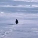 सोशल मीडिया पर छाया ‘निहिलिस्ट पेंगुइन’ ट्रेंड: जब मीम बना सोच का आईना