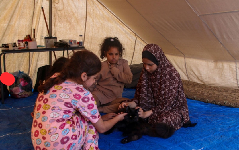 Gaza’s Tent Life: बीमारी और रोज़मर्रा की बेबसी के बीच ज़िंदगी