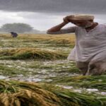 उत्तर भारत के खेतों में बारिश और ओलावृष्टि से खराब हुई फसल का दृश्य, जिसमें किसान नुकसान का आकलन कर रहे हैं।
