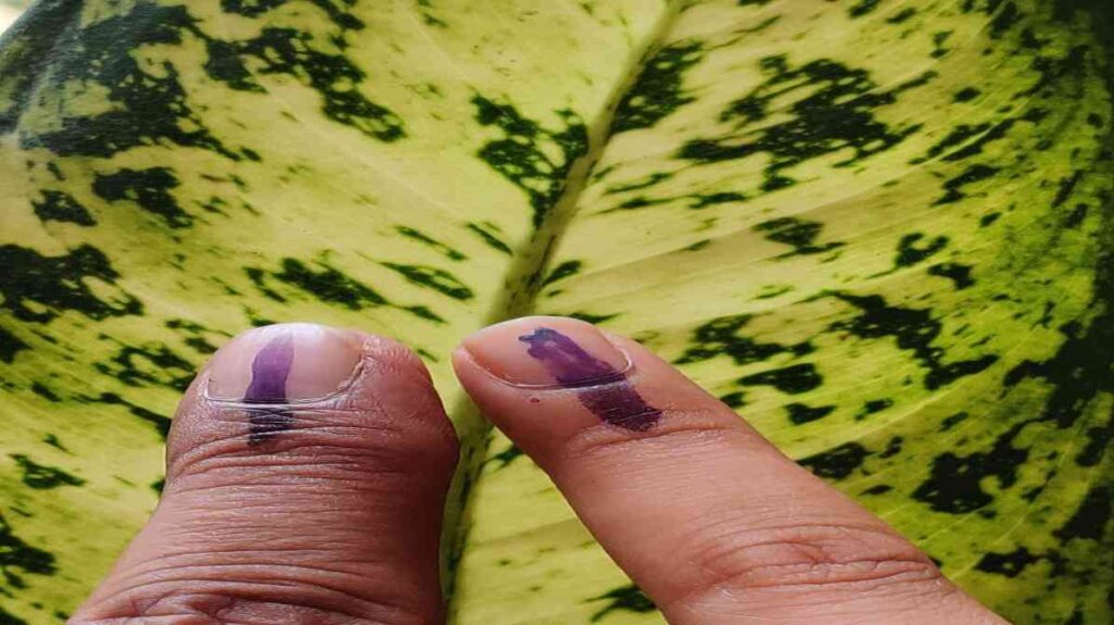 पश्चिम बंगाल में मतदान केंद्र पर लंबी कतार में खड़े मतदाता, जो उच्च मतदान प्रतिशत को दर्शाते हैं।